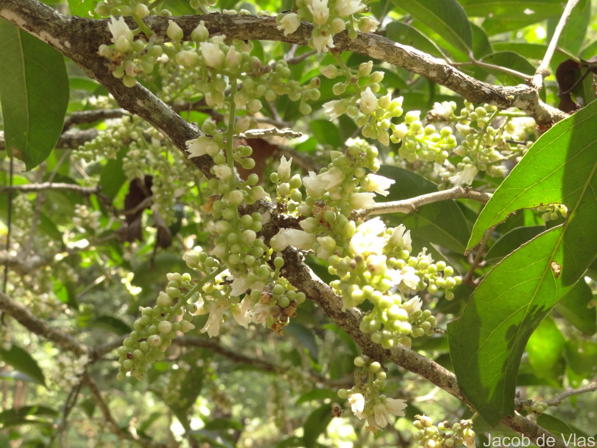 Lepisanthes tetraphylla var. tetraphylla (Vahl) Radlk.